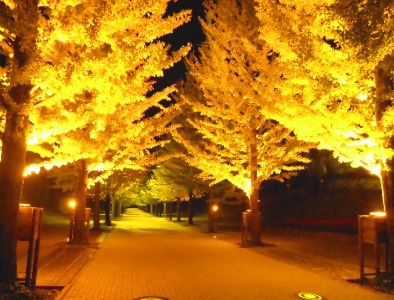 Line of Gingko Trees