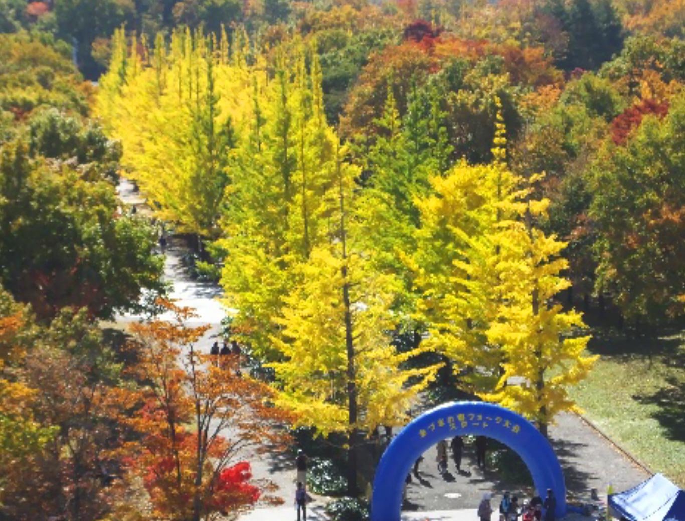 Line of Gingko Trees