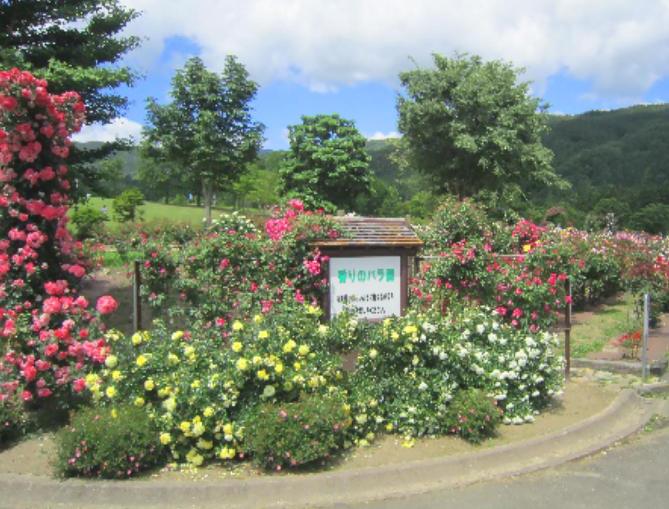 芳香玫瑰園 