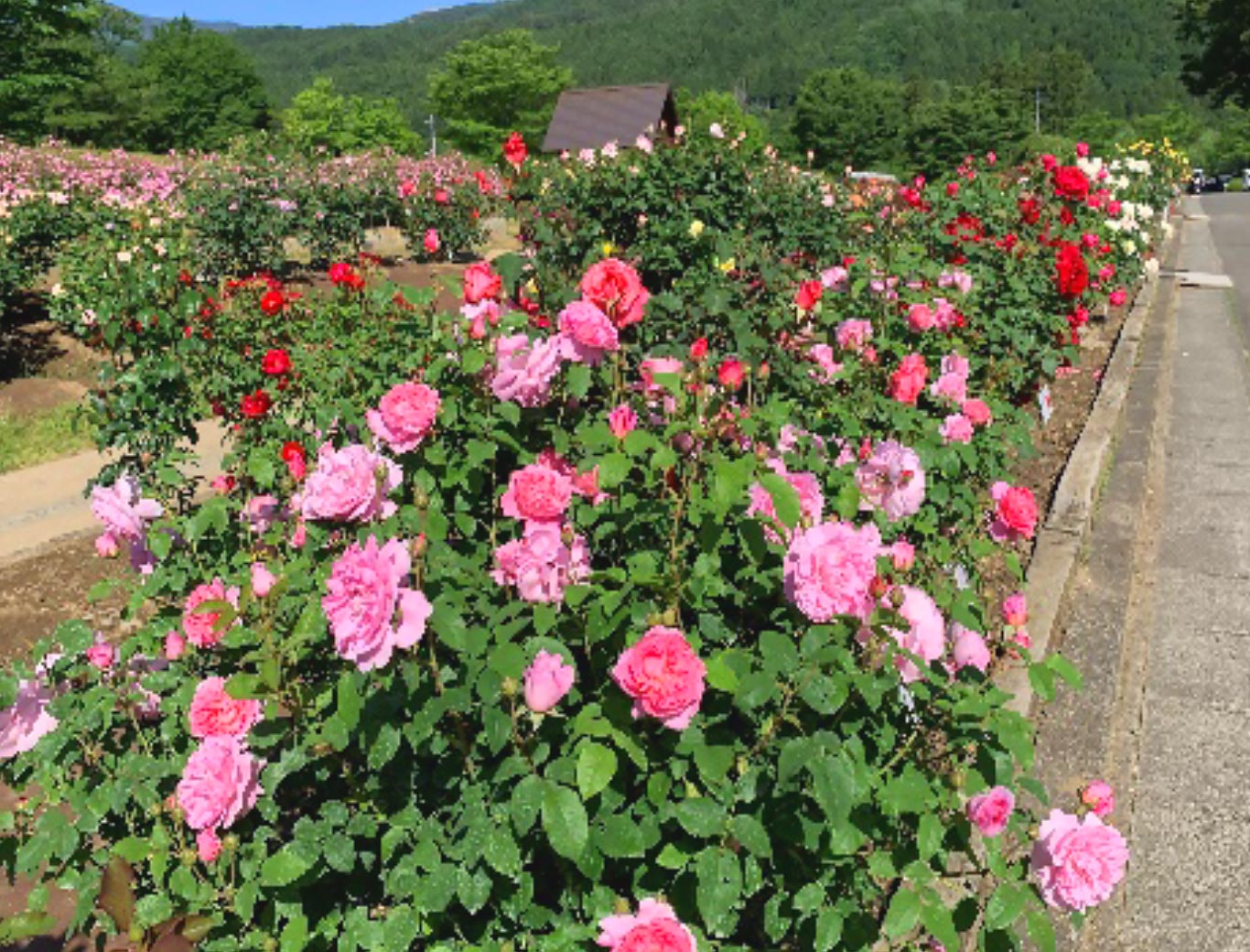 Scented Rose Garden